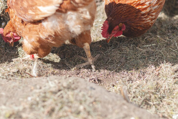 Domestic chicken with brown and white feathers running around the yard in the free range. Organic chickens. Homegrown eggs. Funny expression