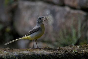 Grey Wagtail with nesting material