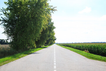 road blue sky and green field
