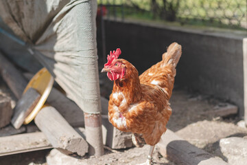 Domestic chicken with brown and white feathers running around the yard in the free range. Organic chickens. Homegrown eggs. Funny expression