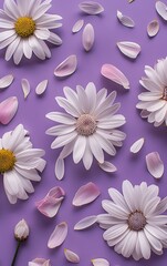 White daisy petals and flowers on a purple background in a flat lay top view stock photo
