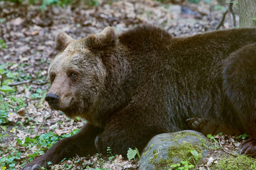 Big European brown bear dozing.