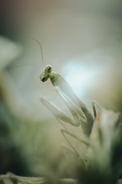 Mante religieuse - gros plan et vue macroscopique sur la t&ecirc;te d'une mante religieuse verte - faible profondeur de champs, bokeh