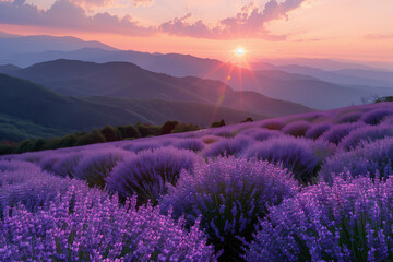 Sunrise in the mountains purple lavender