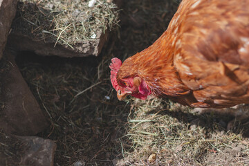 Domestic chicken with brown and white feathers running around the yard in the free range. Organic chickens. Homegrown eggs. Funny expression