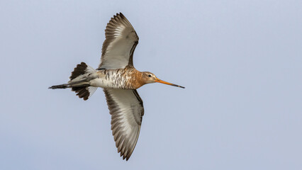 Black-tailed Godwit flying.