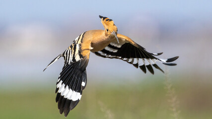Eurasian Hoopoe flying © Mehmet