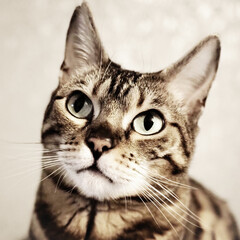 artistic photo of pure breed bengal cat - feline domestic pet portraiture  © MW Photography 