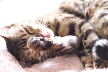 artistic photo of pure breed bengal cat - feline domestic pet portraiture  © MW Photography 