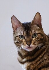 artistic photo of pure breed bengal cat - feline domestic pet portraiture 