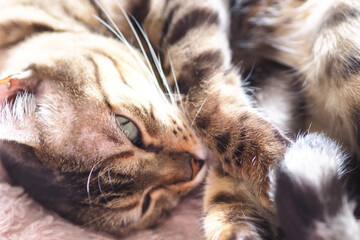 artistic photo of pure breed bengal cat - feline domestic pet portraiture 