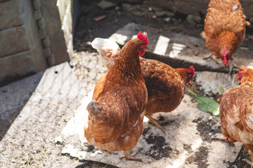 Domestic chicken with brown and white feathers running around the yard in the free range. Organic chickens. Homegrown eggs. Funny expression