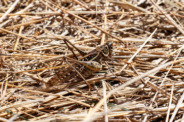 Large locusts on the straw. Pests of crops and agriculture.