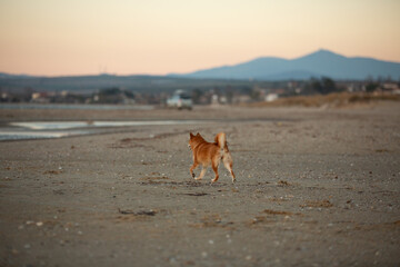 Cute Red Shiba Inu strolling on the beach at sunset in Greece