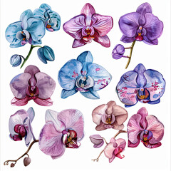 Luxurious watercolor illustrations of orchids, ideal for adding sophistication to wedding stationery, greeting cards, and decorative prints.