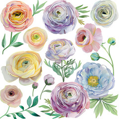 Vibrant watercolor clipart set showcasing ranunculus bouquets and elements, suitable for crafting lively invitations, posters, and digital scrapbooks.