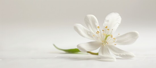 A white jasmine flower stands alone against a white backdrop.