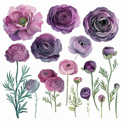 Charming watercolor clipart set showcasing ranunculus bouquets and elements, suitable for crafting whimsical posters, banners, and digital collages.