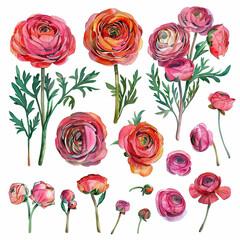 Gorgeous watercolor pack featuring ranunculus bouquets, single flowers, and elements. Perfect for elegant floral designs, invitations, and botanical artwork.