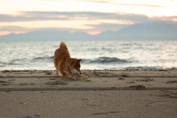 Happy and Cute Red Shiba Inu running on the beach at sunset in Greece - 787505040