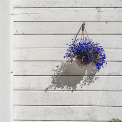 Pot with blue flowers on a white wall