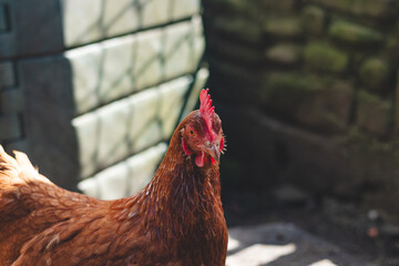 Domestic chicken with brown and white feathers running around the yard in the free range. Organic chickens. Homegrown eggs. Funny expression