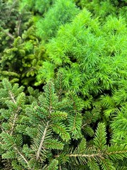 Green plant