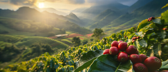 Bright morning sun shines over coffee plantation or farm. Red raw berries on small shrubs in...
