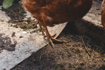 Domestic chicken with brown and white feathers running around the yard in the free range. Organic chickens. Homegrown eggs. Funny expression