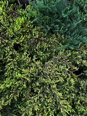 Fototapeta premium Green plant 