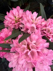 A beautiful plant with flowers