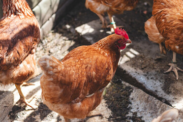 Domestic chicken with brown and white feathers running around the yard in the free range. Organic chickens. Homegrown eggs. Funny expression