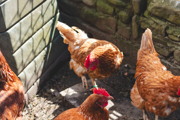 Domestic chicken with brown and white feathers running around the yard in the free range. Organic chickens. Homegrown eggs. Funny expression
