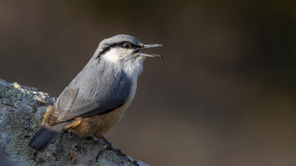 Rock Nuthatch