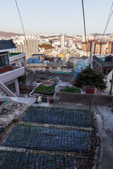 Small vegetable garden in Busan city, South Korea