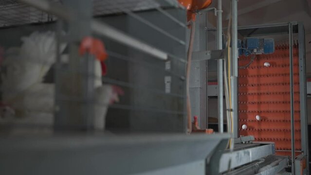 Collecting fresh eggs from the chickens raised at the layer farm facility. Machine vertically transfers the eggs from cages full of farmed chickens. Farming organic chicken eggs at agricultural plant.