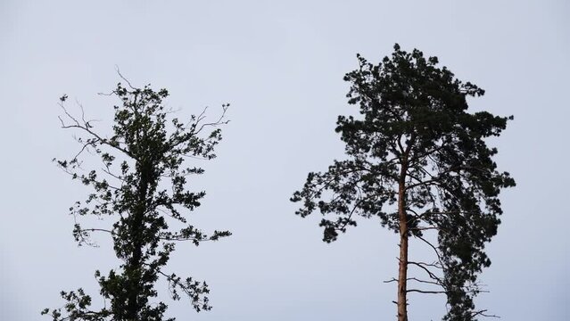 Pine and deciduous tree rushing in the wind on the background of cloudy gray sky.
