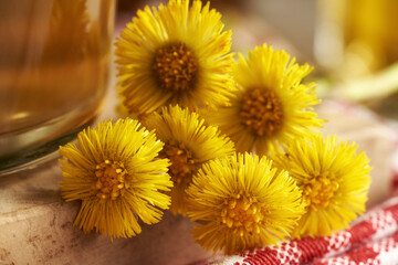 Closeup of fresh coltsfoot flowers on a table