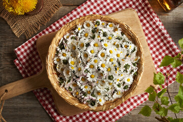 Fresh lawn daisy flowers harvested in spring in a wicker basket - ingredient for herbal syrup