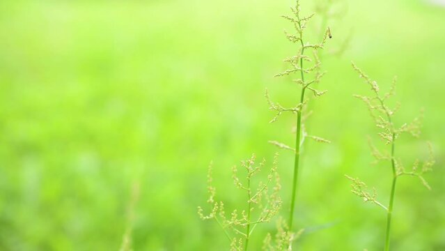 Rumex thyrsiflorus, also known commonly as compact dock or thyrse sorrel, is perennial herb, which grows in meadows and wasteland in most parts of Europe.