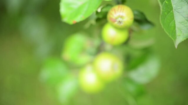 Green unripe apples are growing on a branch in the Summer Garden.