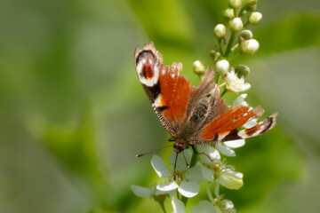 A peacock butterfly with destroyed wings (Inachis io)