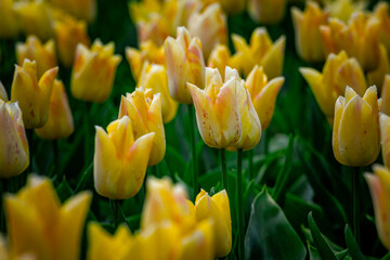 yellow tulips in spring field 