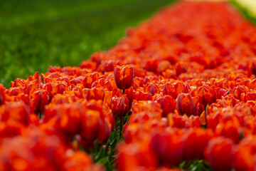 close up of red tulip in a tulipfield