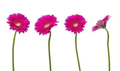 pink gerberas on a white background