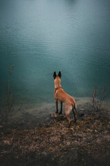 Portrait of a Belgian Malinois dog in an autumn landscape near the water