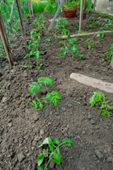 Planter des tomates en pleine terre