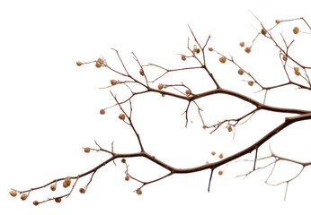 Obraz premium PNG Outdoors nature plant white