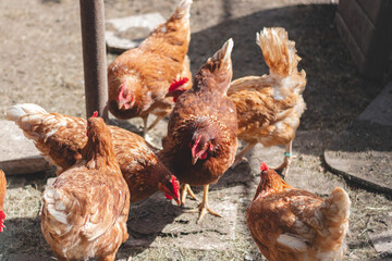 Domestic chicken with brown and white feathers running around the yard in the free range. Organic chickens. Homegrown eggs. Funny expression
