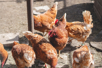 Domestic chicken with brown and white feathers running around the yard in the free range. Organic chickens. Homegrown eggs. Funny expression